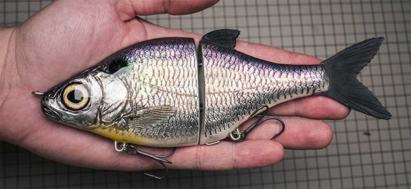 Choppy Big - American Shad