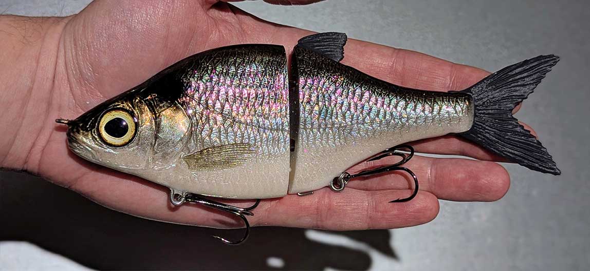 Choppy Big – American Shad