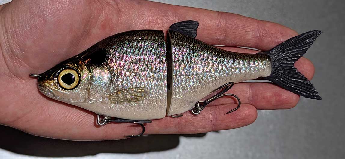 Choppy Classic – American Shad